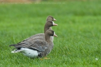 Hus bieločelá - Anser albifrons - Greater White-fronted Goose