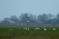 Labuť malá - Cygnus bewickii - Tundra (Bewick´s) Swan
