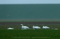 Labuť malá - Cygnus bewickii - Tundra (Bewick´s) Swan