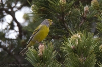 Stehlík citrónový - Citril Finch