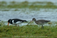 Brehár čiernochvostý - Limosa limosa - Black-tailed Godwit
