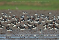 Lastúrničiar strakatý - Haematopus ostralegus - Oystercatcher