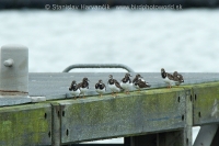 Kamenár strakatý - Arenaria interpres - Turnstone