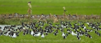 Lastúrničiar strakatý - Haematopus ostralegus - Oystercatcher