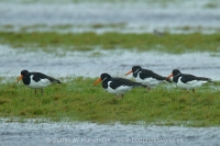Lastúrničiar strakatý - Haematopus ostralegus - Oystercatcher