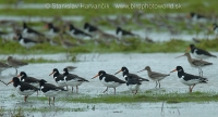 Lastúrničiar strakatý - Haematopus ostralegus - Oystercatcher