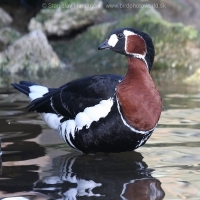 Bernikla červenokrká - Branta ruficollis - Red-breasted Goose