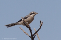 Strakoš prieložný - Iberian Grey Shrike