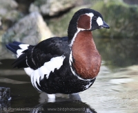 Bernikla červenokrká - Branta ruficollis - Red-breasted Goose
