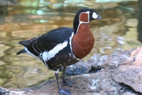 Bernikla červenokrká - Branta ruficollis - Red-breasted Goose