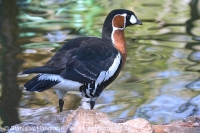 Bernikla červenokrká - Branta ruficollis - Red-breasted Goose
