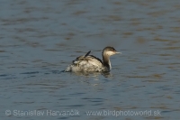 Potápka ušatá - Podiceps auritus - Slavonian (Horned) Grebe