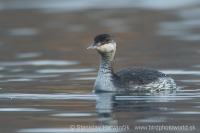 Potápka ušatá - Podiceps auritus - Slavonian (Horned) Grebe