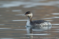 Potápka ušatá - Podiceps auritus - Slavonian (Horned) Grebe