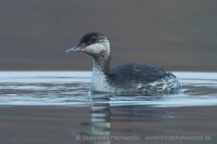 Potápka ušatá - Podiceps auritus - Slavonian (Horned) Grebe
