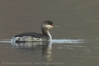 Potápka ušatá - Podiceps auritus - Slavonian (Horned) Grebe
