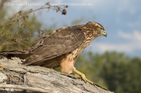 Jastrab veľký - Accipiter gentilis - Goshawk