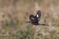 Strakoš prieložný - Iberian Grey Shrike