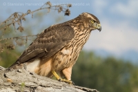 Jastrab veľký - Accipiter gentilis - Goshawk