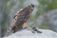 Jastrab veľký - Accipiter gentilis - Goshawk