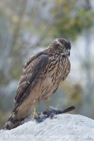 Jastrab veľký - Accipiter gentilis - Goshawk
