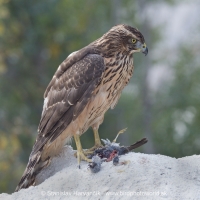 Jastrab veľký - Accipiter gentilis - Goshawk