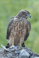 Jastrab veľký - Accipiter gentilis - Goshawk