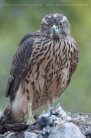 Jastrab veľký - Accipiter gentilis - Goshawk