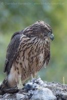 Jastrab veľký - Accipiter gentilis - Goshawk