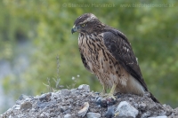 Jastrab veľký - Accipiter gentilis - Goshawk