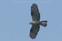 Včelár lesný - Pernis apivorus - Honey Buzzard