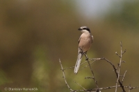 Strakoš prieložný - Iberian Grey Shrike