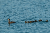 Chochlačka vrkočatá - Aythya fuligula - Tufted Duck
