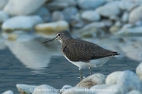 Kalužiak perlavý - Tringa ochropus - Green Sandpiper