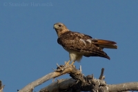 Myšiak hrdzavochvostý- Buteo jamaicensis - Red-tailed Hawk