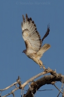 Myšiak hrdzavochvostý- Buteo jamaicensis - Red-tailed Hawk