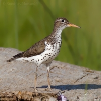 Kalužiačik škvrnitý - Actitis macularius - Spotted Sandpiper