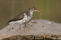 Kalužiačik škvrnitý - Actitis macularius - Spotted Sandpiper