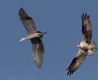 Volavka statná - Ardea herodias - Great Blue Heron and Kršiak rybár - Pandion haliaetus - Osprey