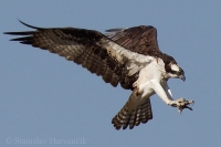 Kršiak rybár - Pandion haliaetus - Osprey