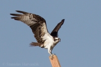 Kršiak rybár - Pandion haliaetus - Osprey