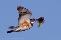Rybárec modrosivý - Megaceryle alcyon - Belted Kingfisher
