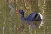 Sultánka purpurová - Purple Swamphen