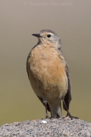 Ľabtuška okrová - Anthus rubescens - American Pipit