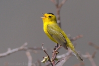 Horárik vŕbový - Wilsonia pusilla - Wilson's Warbler 