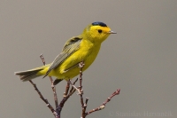 Horárik vŕbový - Wilsonia pusilla - Wilson's Warbler 