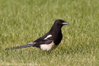 Straka americká - Pica hudsonia - Black-billed Magpie