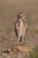 Kuvik zemný - Athene cunicularia - Burrowing Owl