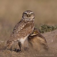 Kuvik zemný - Athene cunicularia - Burrowing Owl