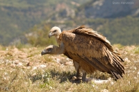 Sup bielohlavý - Eurasian Griffon Vulture